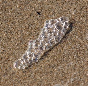 [Approximately 40 bubbles stuck together lying a single bubble deep on the sand.]